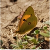 colias croceus imago6 don